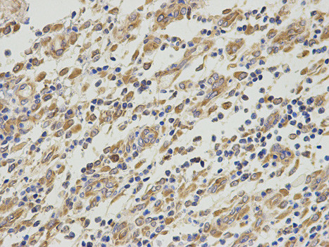 EBP1 Antibody in Immunohistochemistry (Paraffin) (IHC (P))