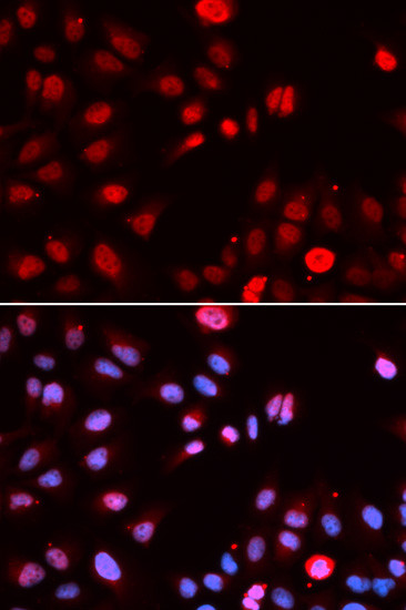 MPG Antibody in Immunocytochemistry (ICC/IF)