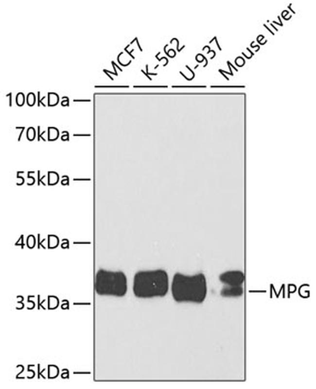 MPG Antibody in Western Blot (WB)