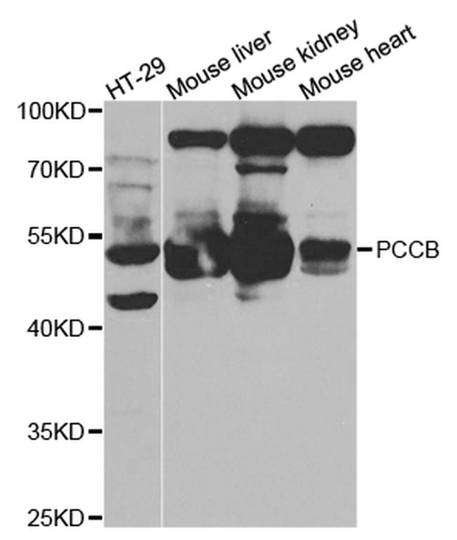 PCCB Antibody in Western Blot (WB)