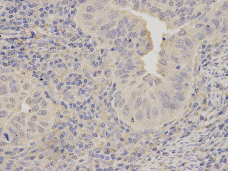 LITAF Antibody in Immunohistochemistry (Paraffin) (IHC (P))