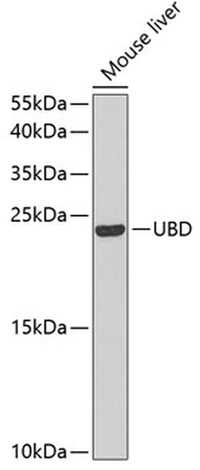 UBD Antibody in Western Blot (WB)