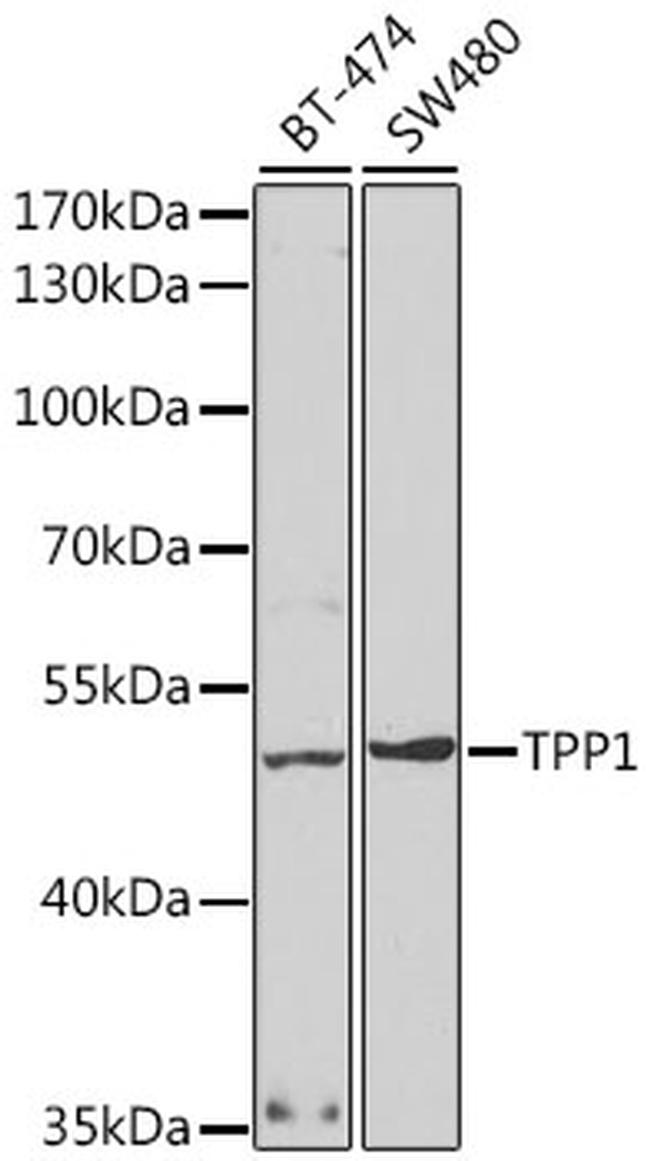 CLN2 Antibody in Western Blot (WB)