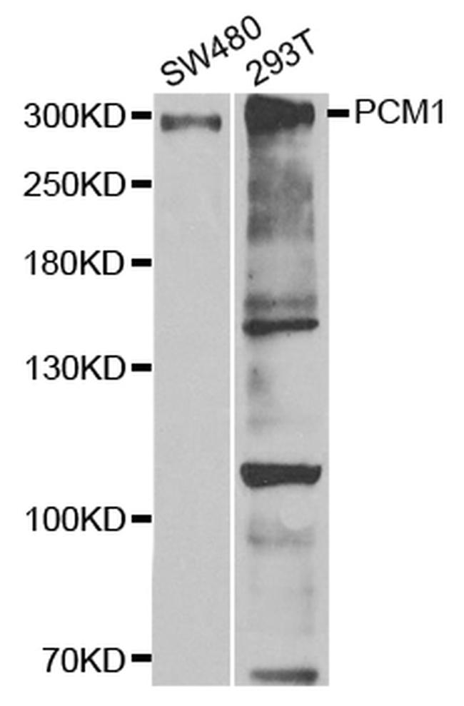 PCM1 Antibody in Western Blot (WB)