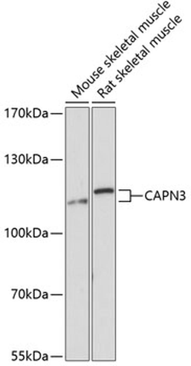 Calpain 3 Antibody in Western Blot (WB)
