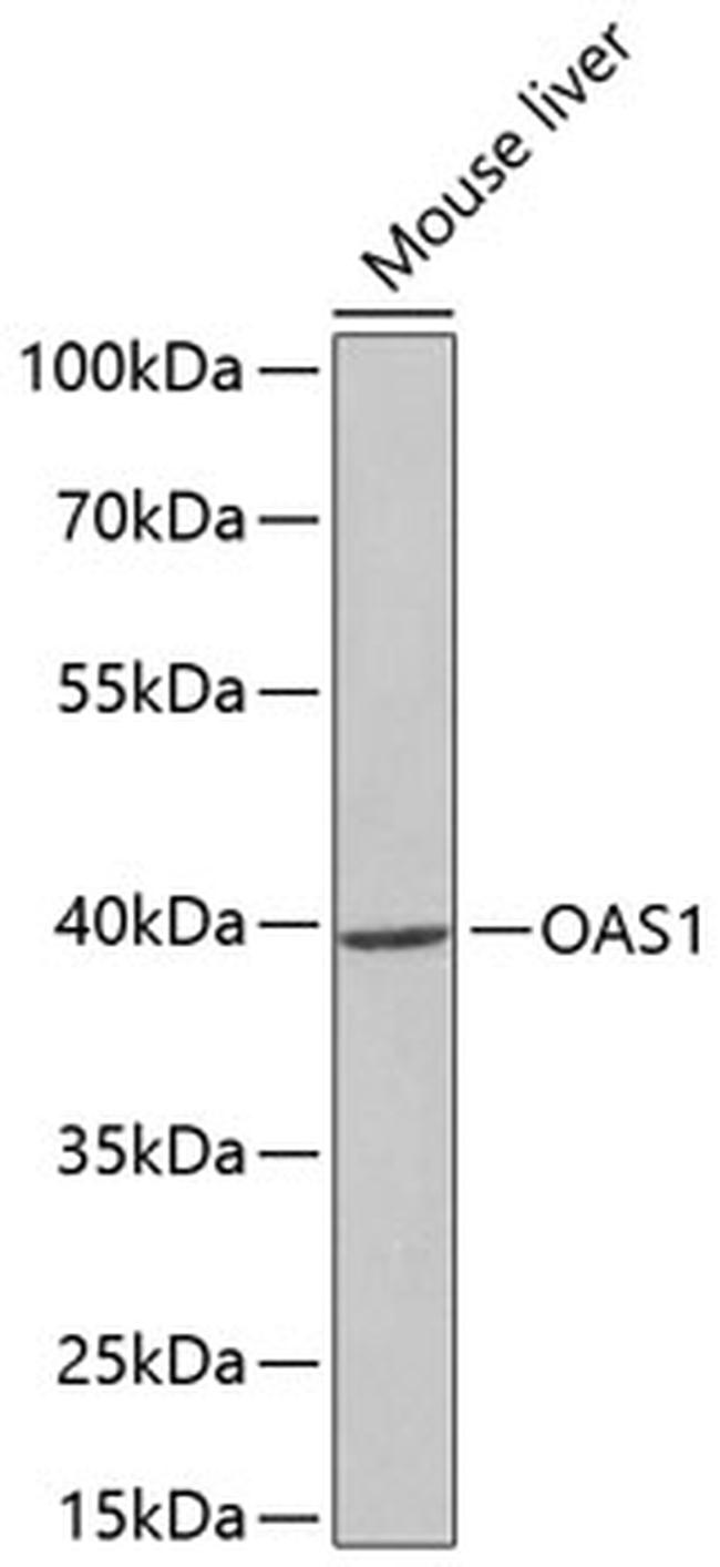 OAS1 Antibody in Western Blot (WB)