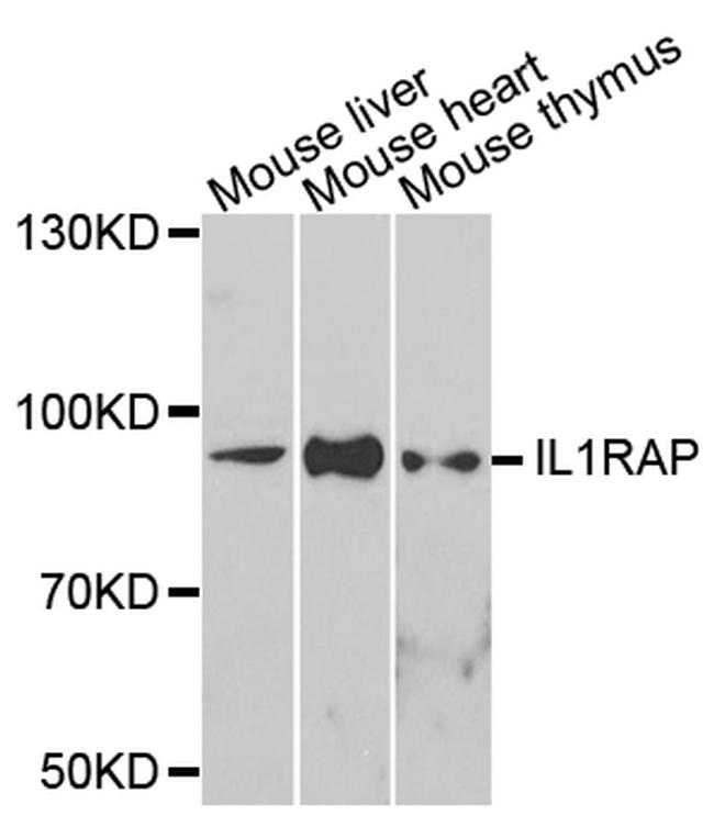 IL-1RAcP Antibody in Western Blot (WB)