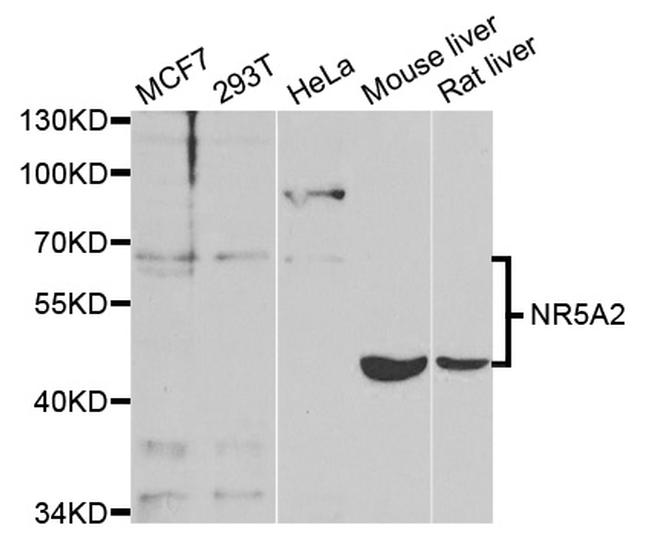 NR5A2 Antibody in Western Blot (WB)