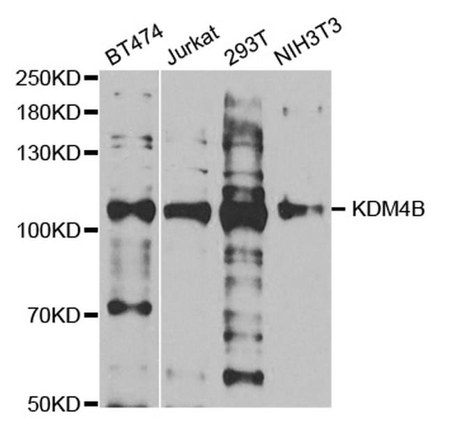 JMJD2B Antibody in Western Blot (WB)