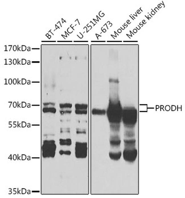 PRODH Antibody in Western Blot (WB)