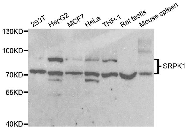 SRPK1 Antibody in Western Blot (WB)