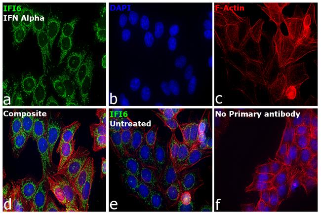 IFI6 Antibody