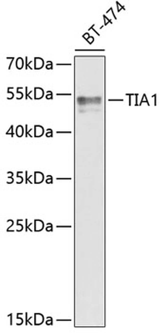 TIA-1 Antibody in Western Blot (WB)