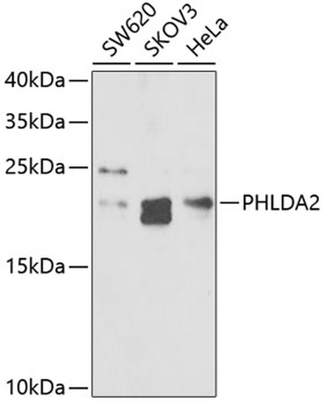 PHLDA2 Antibody in Western Blot (WB)