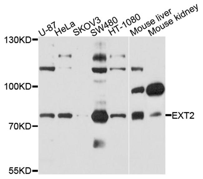 EXT2 Antibody in Western Blot (WB)