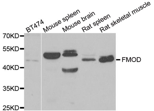 Fibromodulin Antibody in Western Blot (WB)