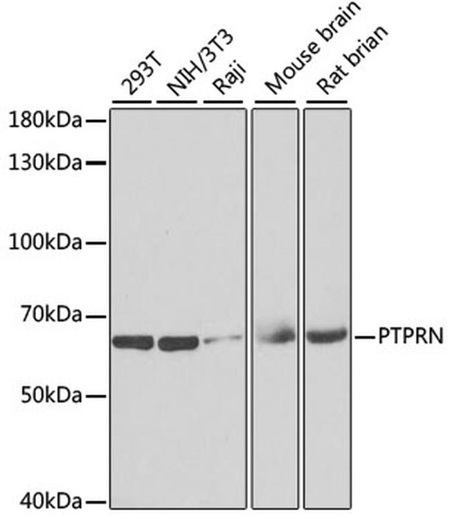 PTPRN Antibody in Western Blot (WB)