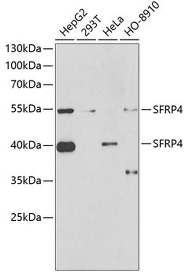 SFRP4 Antibody in Western Blot (WB)