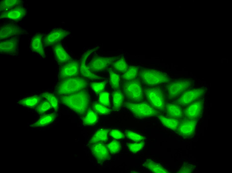 POLE3 Antibody in Immunocytochemistry (ICC/IF)