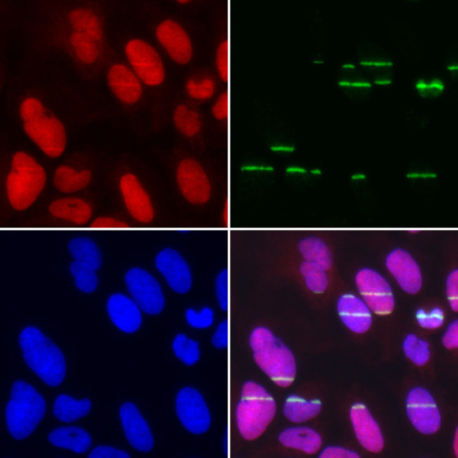 POLE3 Antibody in Immunocytochemistry (ICC/IF)