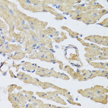 UCN2 Antibody in Immunohistochemistry (Paraffin) (IHC (P))