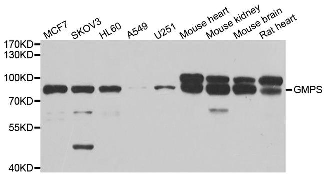 GMPS Antibody in Western Blot (WB)