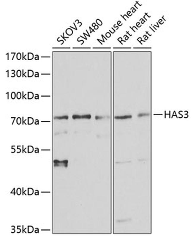 HAS3 Antibody in Western Blot (WB)