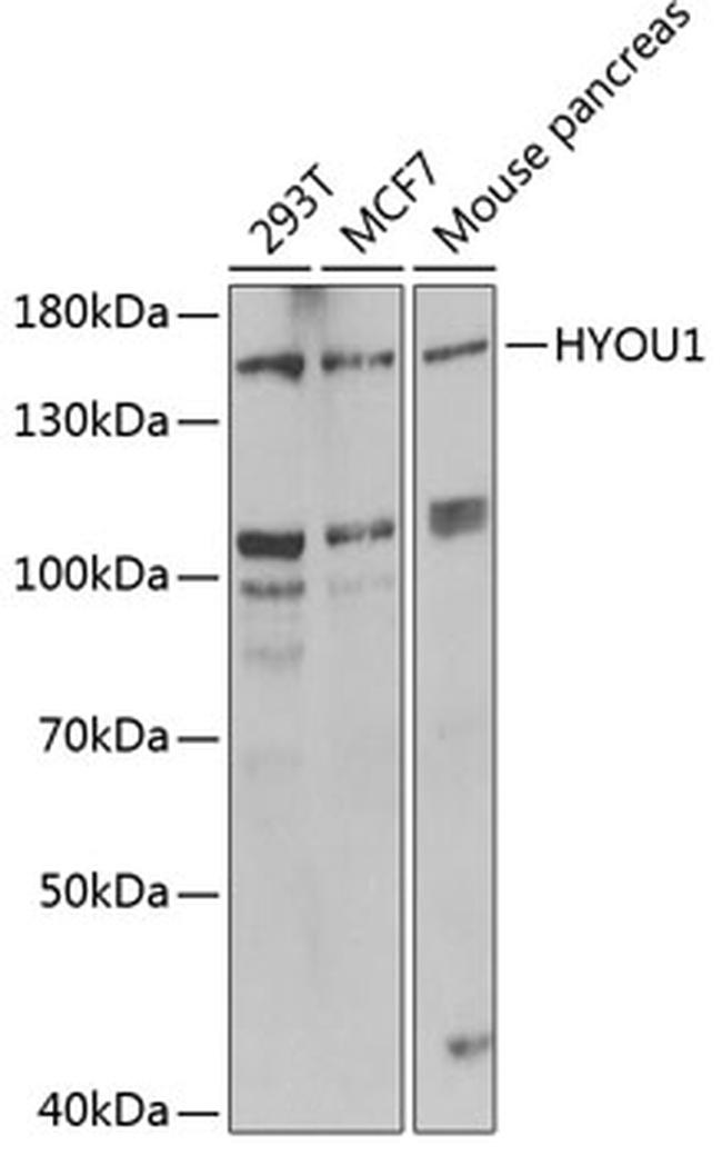 HYOU1 Antibody in Western Blot (WB)