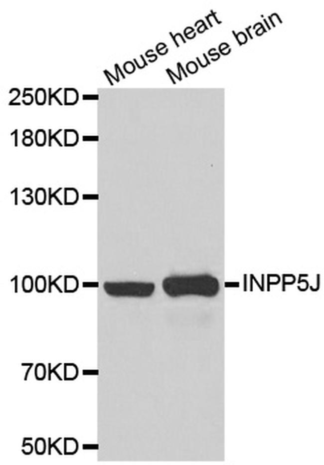 INPP5J Antibody in Western Blot (WB)