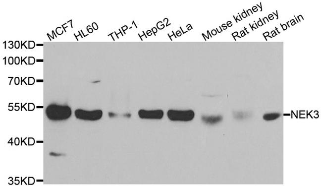 NEK3 Antibody in Western Blot (WB)