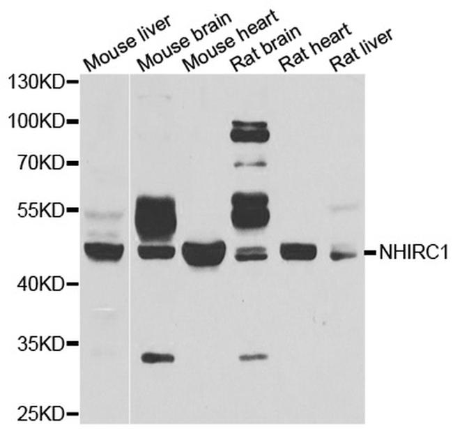 NHLRC1 Antibody in Western Blot (WB)