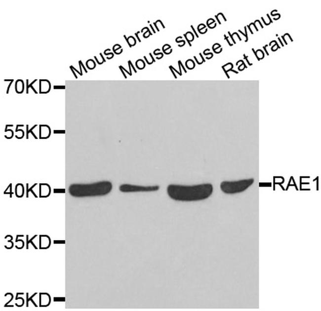 RAE1 Antibody in Western Blot (WB)