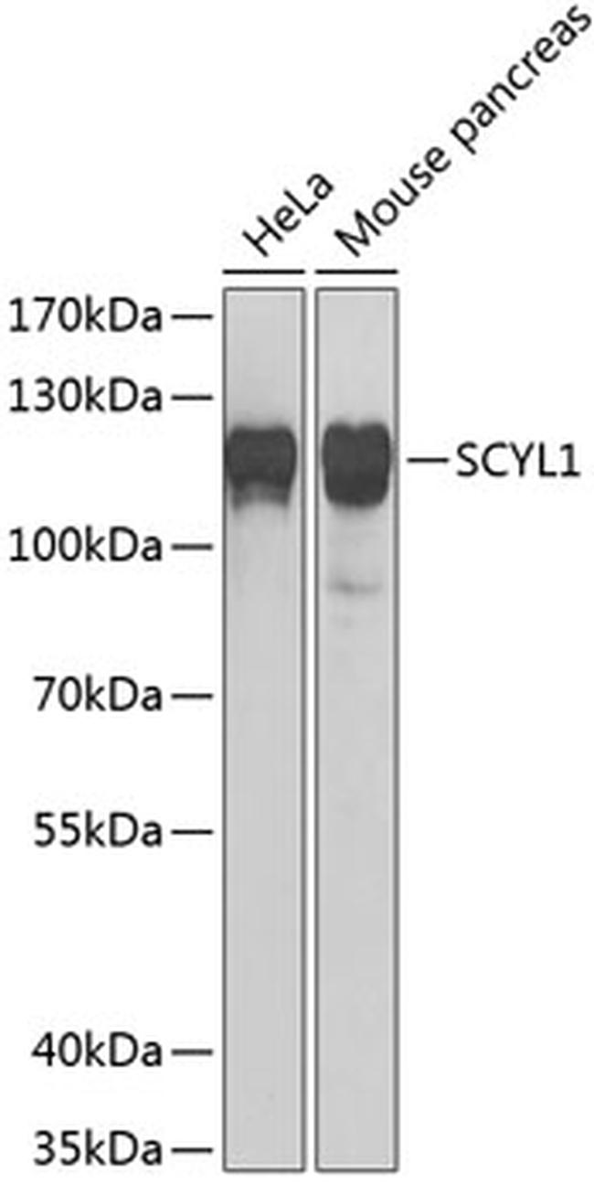 SCYL1 Antibody in Western Blot (WB)