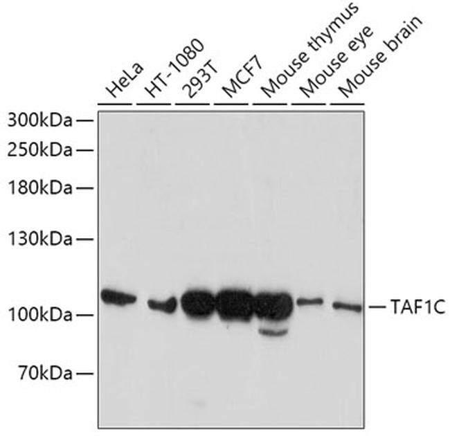 TAF1C Antibody in Western Blot (WB)