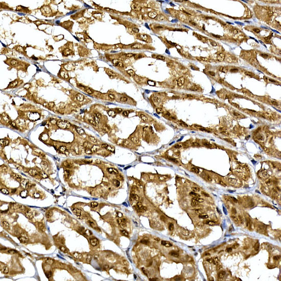 DCAF7 Antibody in Immunohistochemistry (Paraffin) (IHC (P))