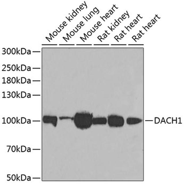 DACH1 Antibody in Western Blot (WB)