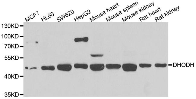 DHODH Antibody in Western Blot (WB)