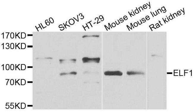 ELF1 Antibody in Western Blot (WB)