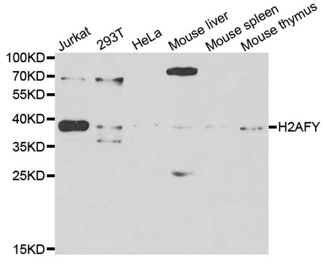 Histone Macro-H2A.1 Antibody in Western Blot (WB)