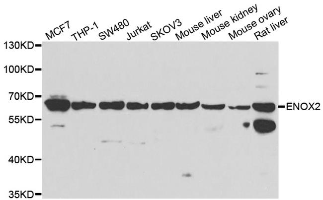 ENOX2 Antibody in Western Blot (WB)