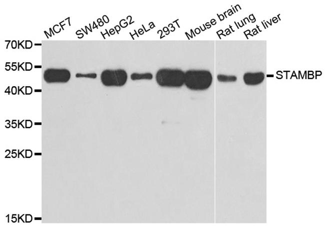 STAMBP Antibody in Western Blot (WB)