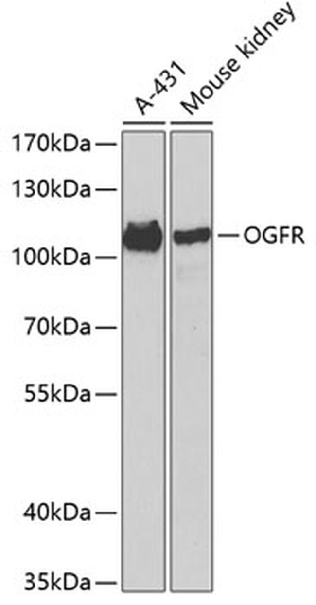 OGFR Antibody in Western Blot (WB)