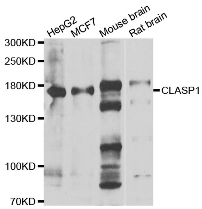 CLASP1 Antibody in Western Blot (WB)