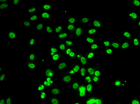 BAF53B Antibody in Immunocytochemistry (ICC/IF)