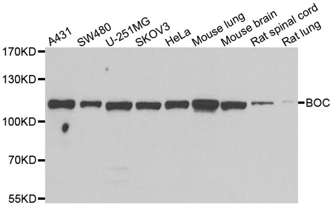 BOC Antibody in Western Blot (WB)