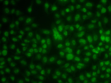 KLF3 Antibody in Immunocytochemistry (ICC/IF)