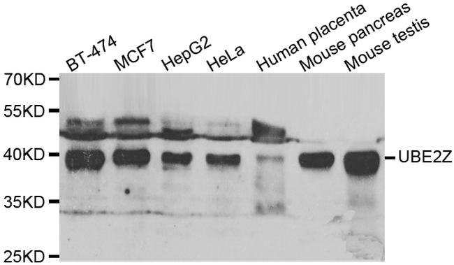 UBE2Z Antibody in Western Blot (WB)