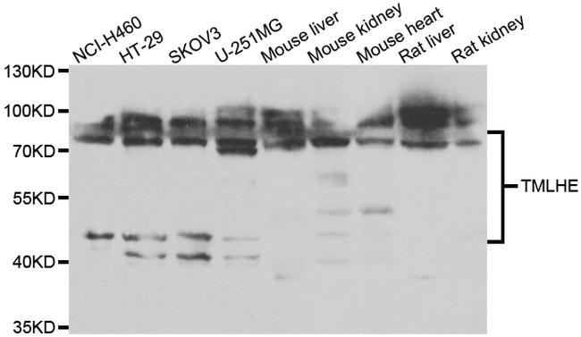 TMLHE Antibody in Western Blot (WB)