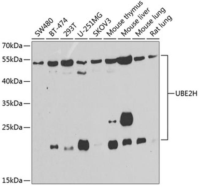 UBE2H Antibody in Western Blot (WB)