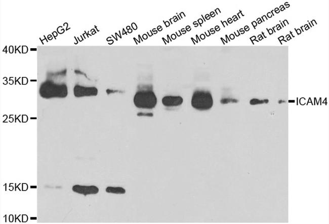 ICAM-4 Antibody in Western Blot (WB)